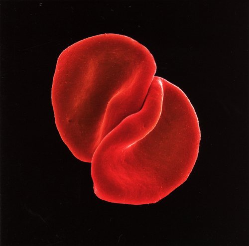 Постер Peter Gabriel - Discography Peter Gabriel - Discography